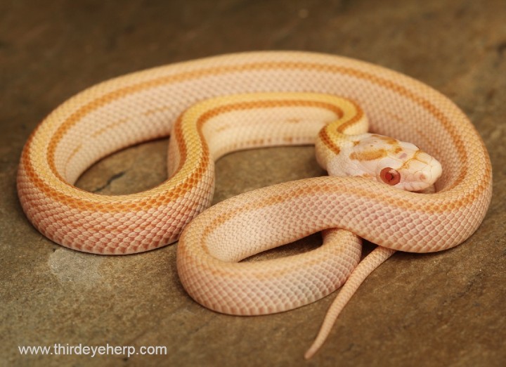 Striped Butter Corn Snake